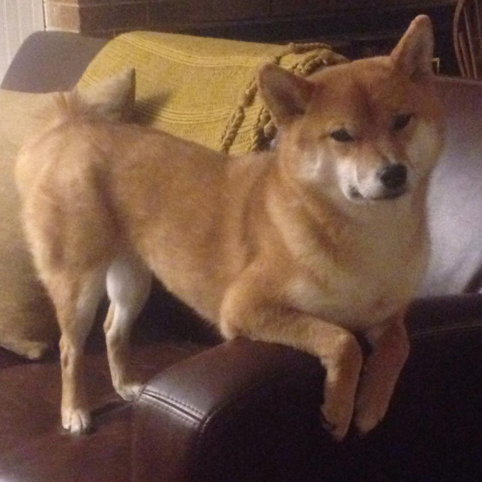 《《使命召唤》年度大作上线,画面与战斗真实度双提升》,使命召唤端游系列