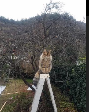 《回顾经典:那些年让人难忘的电竞传奇比赛》,电竞传奇选手一览